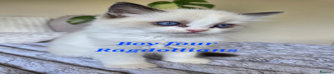 Ragdoll Kitten 4