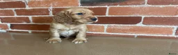 Cockerdor dogs for sale: Cockerdor puppies - Advert 23