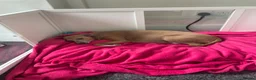 Mixed Breed dogs for sale: Iggypoo pups - the perfect dog - Advert 15