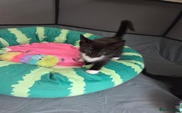 Mixed Breed cats for sale: 🐾Last Kitten – Black & White Boy Ready Now🐾 - Image 1