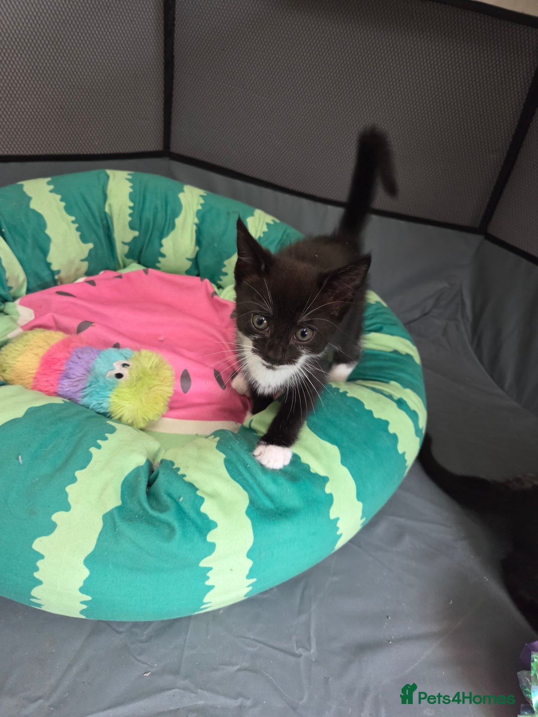 Mixed Breed cats for sale: 🐾Last Kitten – Black & White Boy Ready Now🐾 - Image 1
