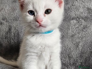 Mixed Breed cats - Advert 31