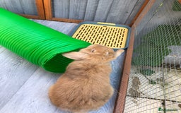 Mini Lop rabbits for sale: Sienna Fully Vaccinated Mini Lop  - Image 4