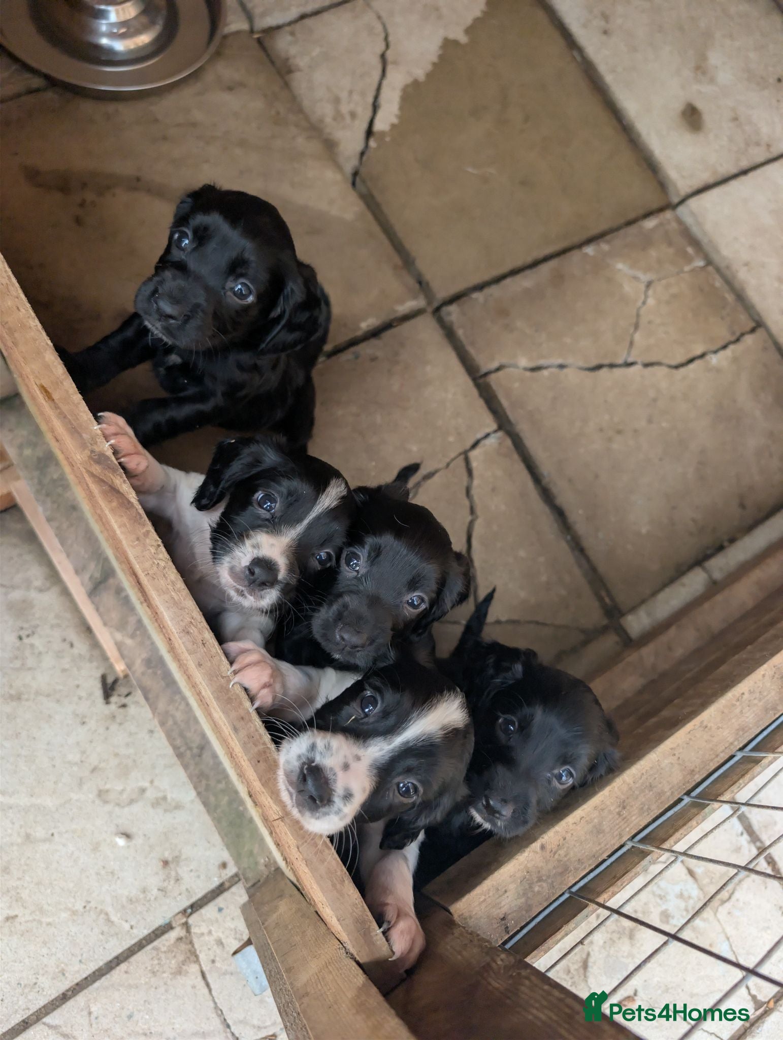 Sprocker dogs F1 Sprocker puppies !!5 remaining!! - Advert 4