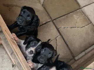 Sprocker dogs F1 Sprocker puppies !!5 remaining!! - Advert 4