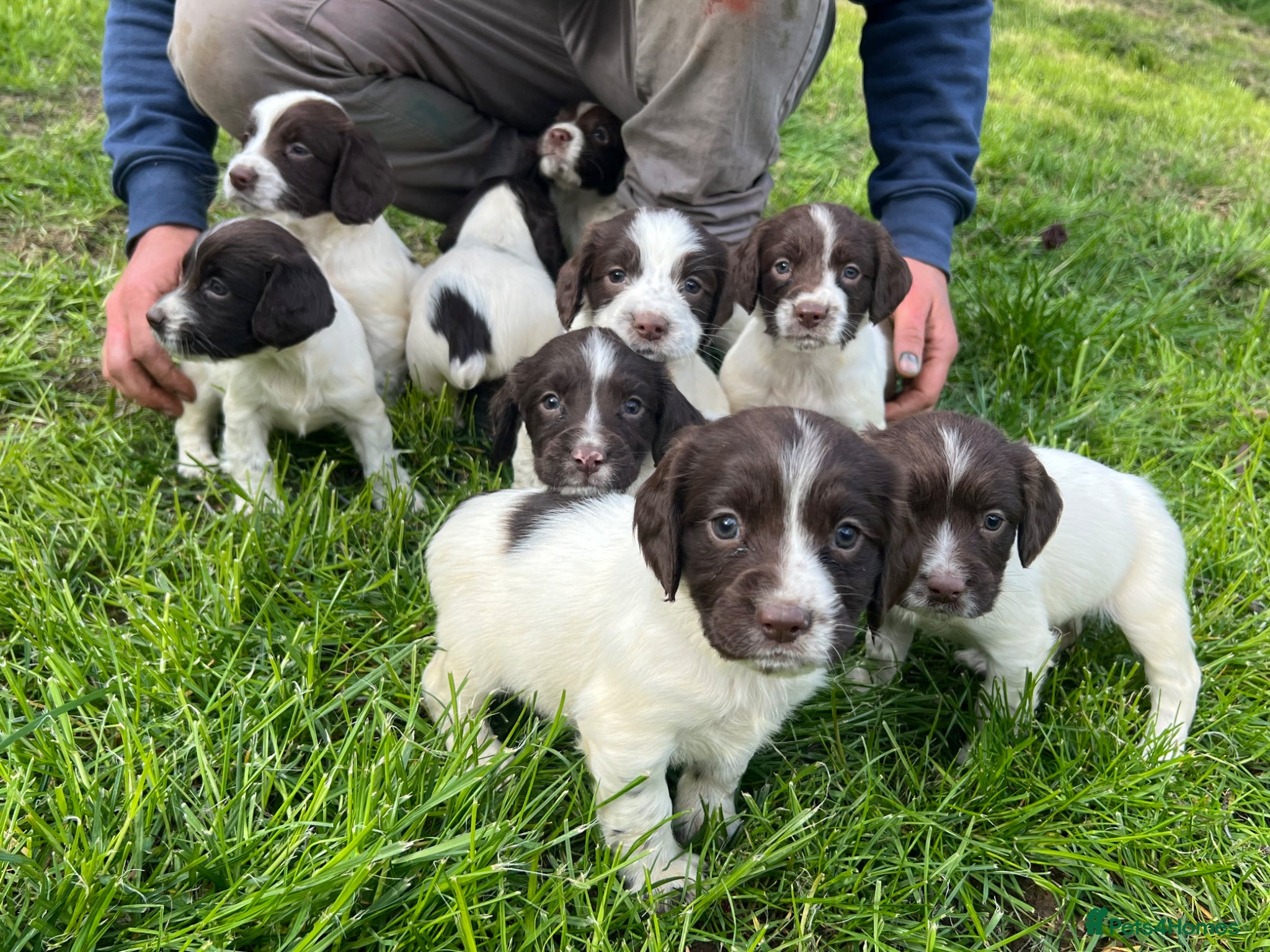 English Springer Spaniel dogs Traditional English Springer Spaniels  - Advert 1
