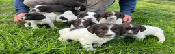 English Springer Spaniel dogs for sale: Traditional English Springer Spaniels  - Advert 1