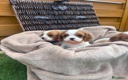 Cavalier King Charles Spaniel dogs for sale: Gorgeous King Charles cavalier puppies - Image 6