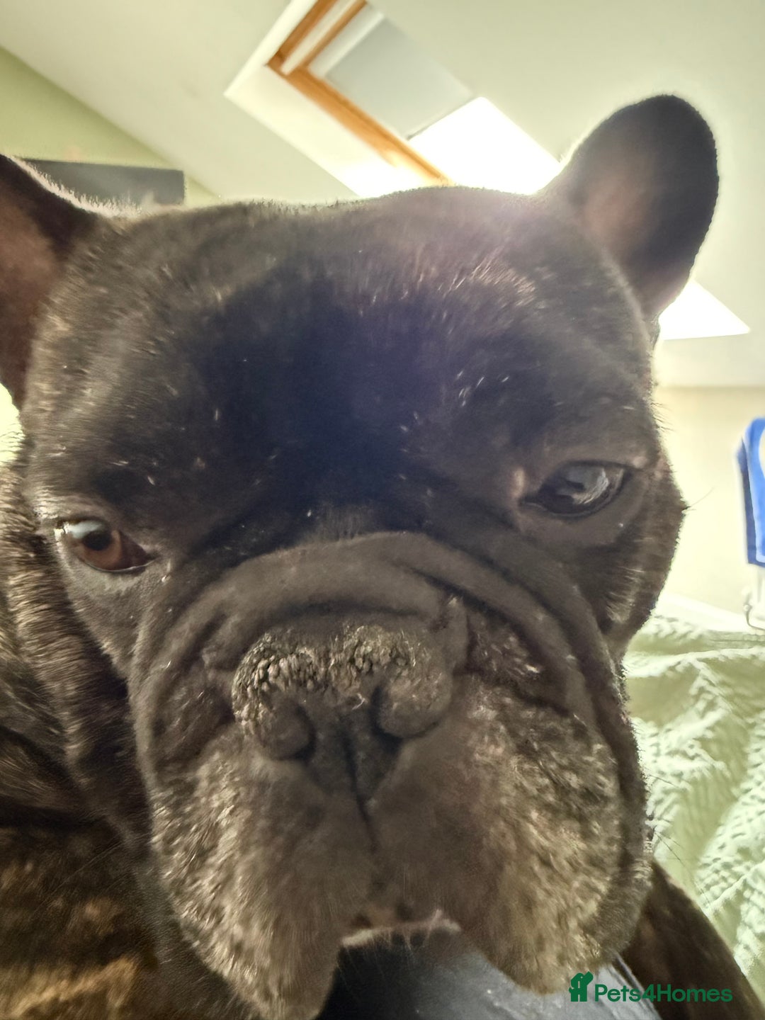 French Bulldog dogs for sale: Urgent home needed for pet  - Advert 7