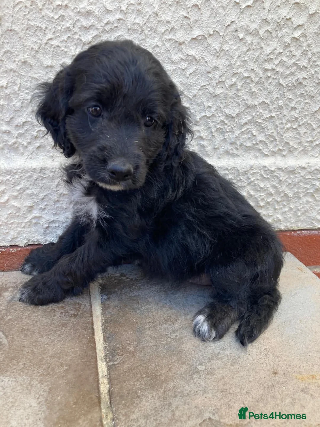 Cockapoo dogs for sale: Ready now beautiful cocker poo puppies  in Tadley - Advert 2