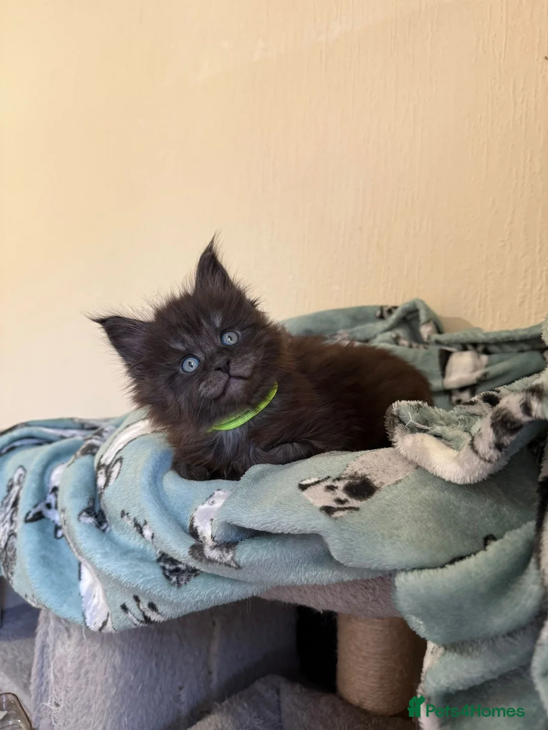 Maine Coon cats for sale: Pedigree Tica Russian Import line Maine Coons - Advert 19