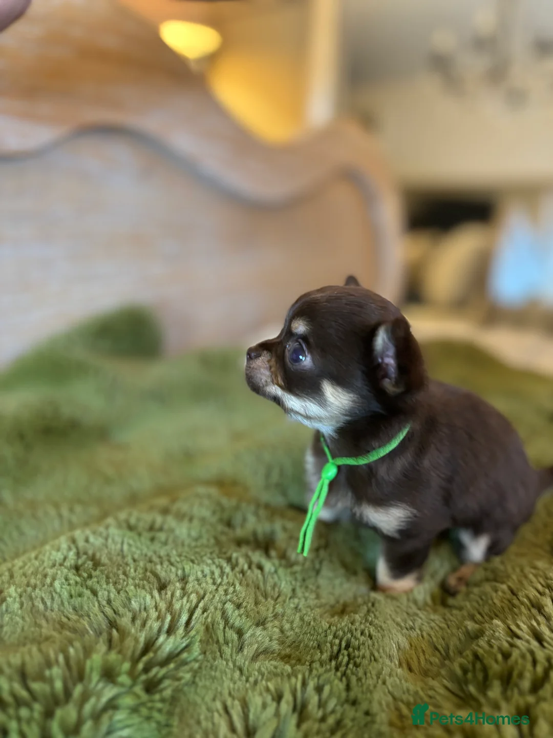 Chihuahua dogs for sale: Chocolate chihuahua boys ready now  - Advert 22