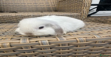 Mini Lop rabbits - Advert 16