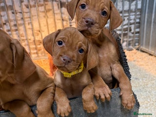 Hungarian Vizsla dogs KC Registered Hungarian Vizsla puppies - Advert 5