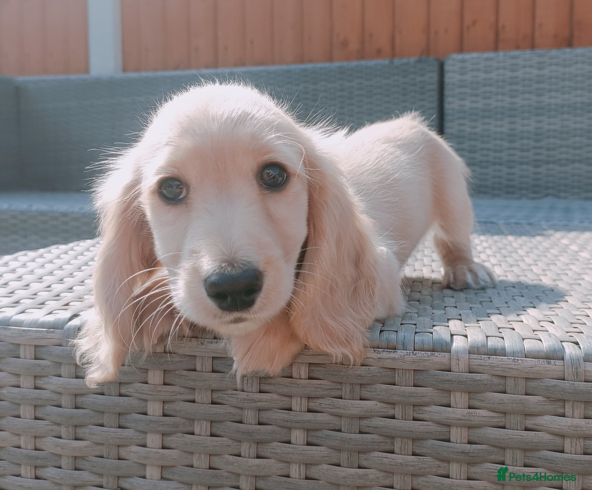 Miniature Dachshund dogs LAST BOY Exceptional Kc reg long haired cream  - Advert 1
