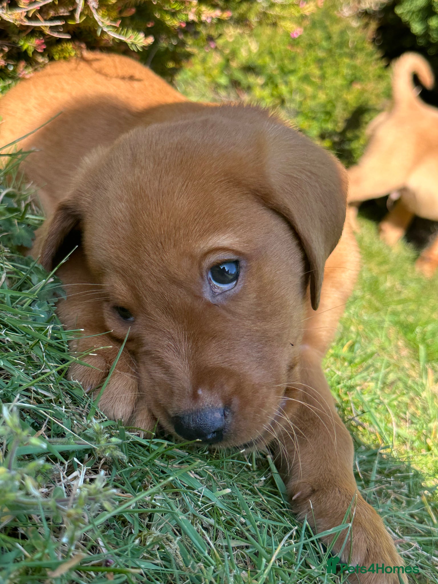 Labrador Retriever dogs ⭐️READY TO LEAVE NOW kcregistered Labrador puppies - Advert 2
