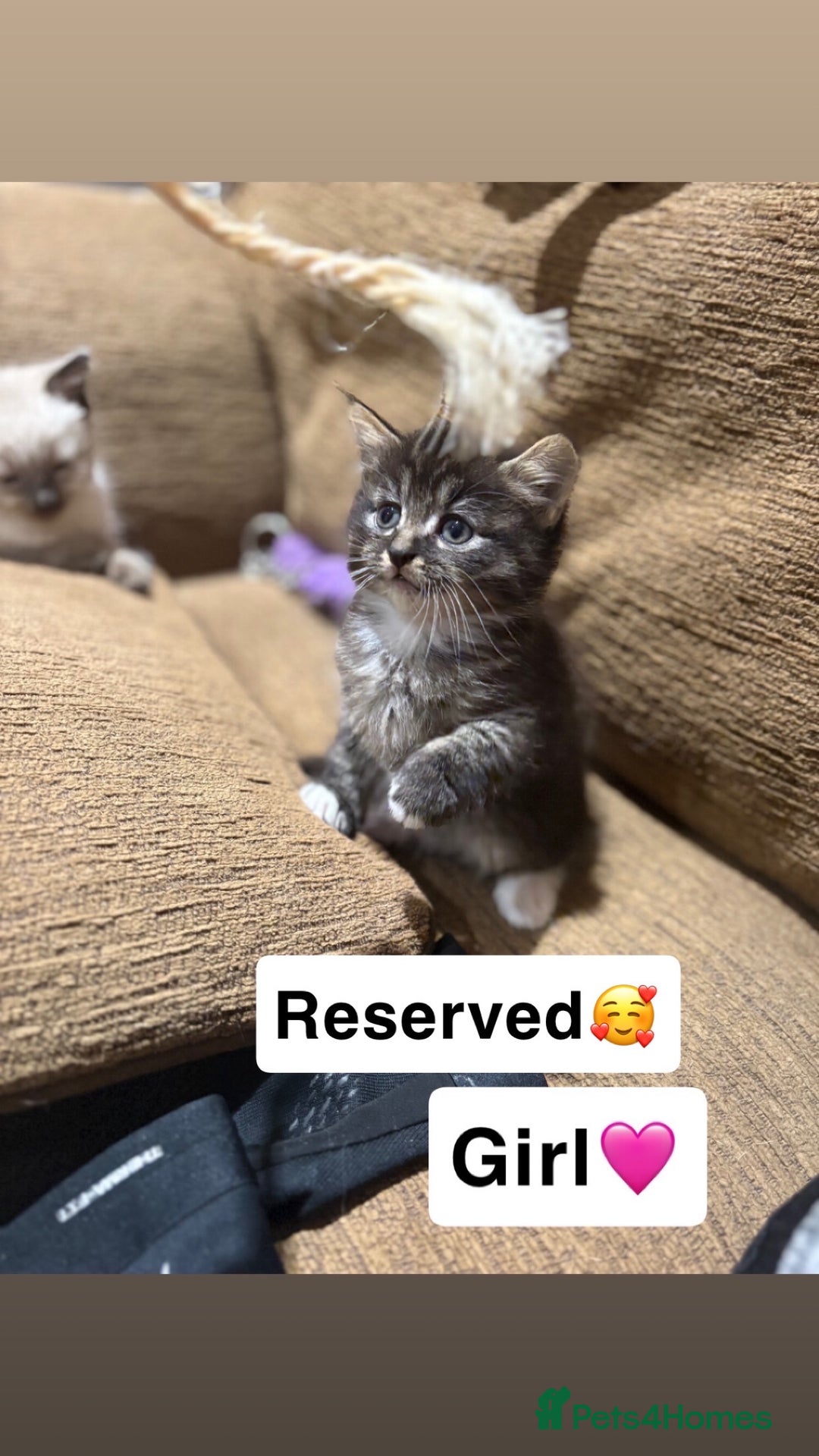Mixed Breed cats for sale: Kittens for sale  - Advert 24