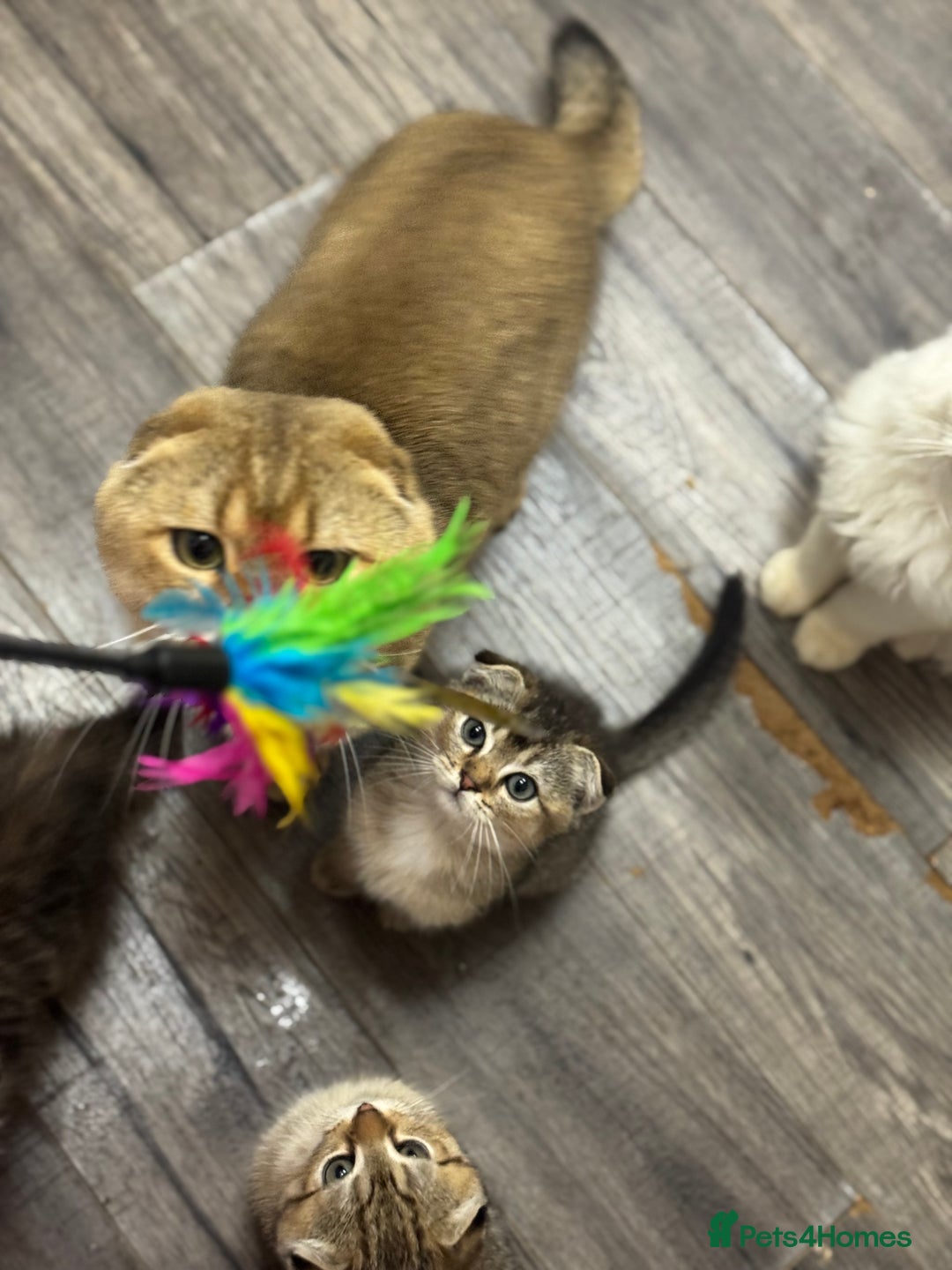 Scottish Fold cats for sale: Golden Scottish fold  - Image 13