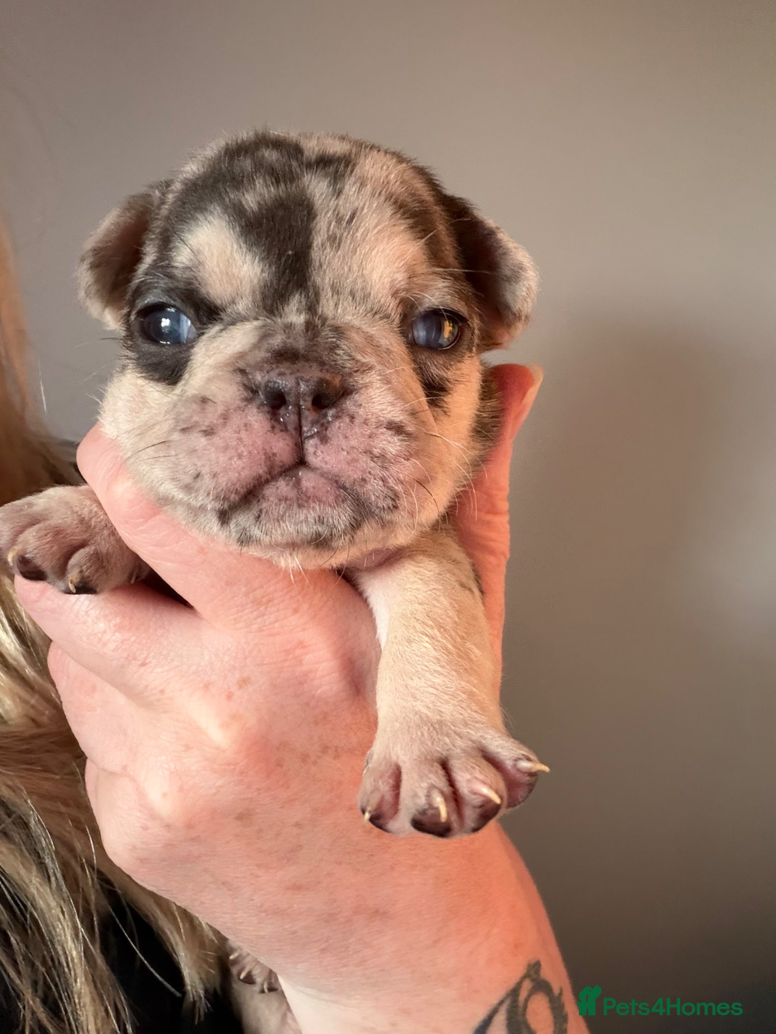 French Bulldog dogs Stunning, colourful litter of 8 French Bulldogs - Advert 18