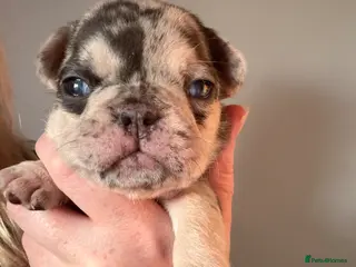French Bulldog dogs Stunning, colourful litter of 8 French Bulldogs - Advert 18