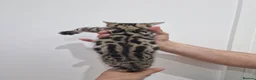 Bengal cats for sale: Bengal cat kitten in Birmingham - Advert 23