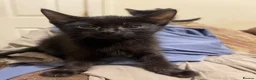Mixed Breed cats for sale: Kittens ready to leaven 💕 - Advert 22