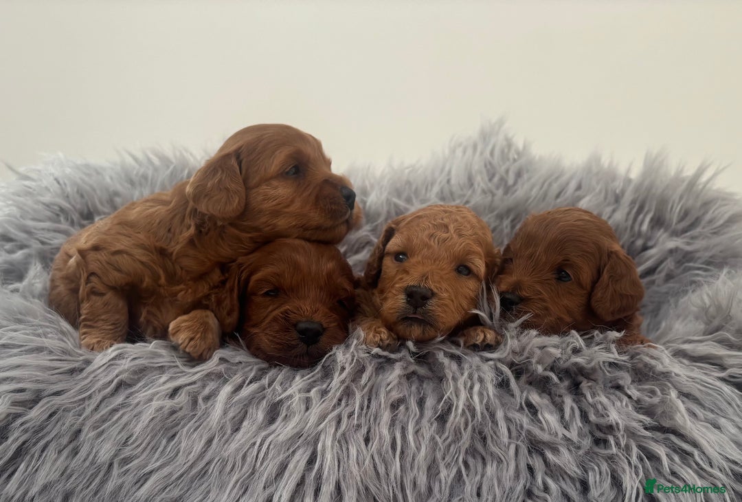 Cavapoo dogs for sale: EXTENSIVELY HEALTH TESTED Toy Cavapoos - Image 1