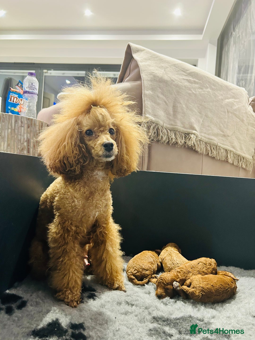 Toy Poodle dogs for sale: Tiny Toy Poodles - Advert 2