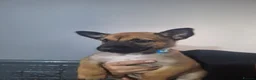 Belgian Shepherd Dog dogs for sale: Reduced Ready to leave  - Advert 33