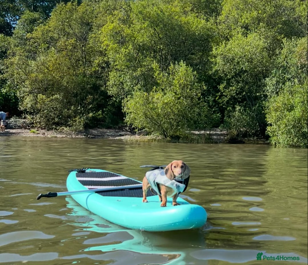 Miniature Dachshund dogs for sale: 1 Beautiful Kc reg Girl 💗 needs rehoming  - Advert 18