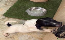 English Springer Spaniel dogs for sale: KC Registered English springer spaniel puppies. - Image 23