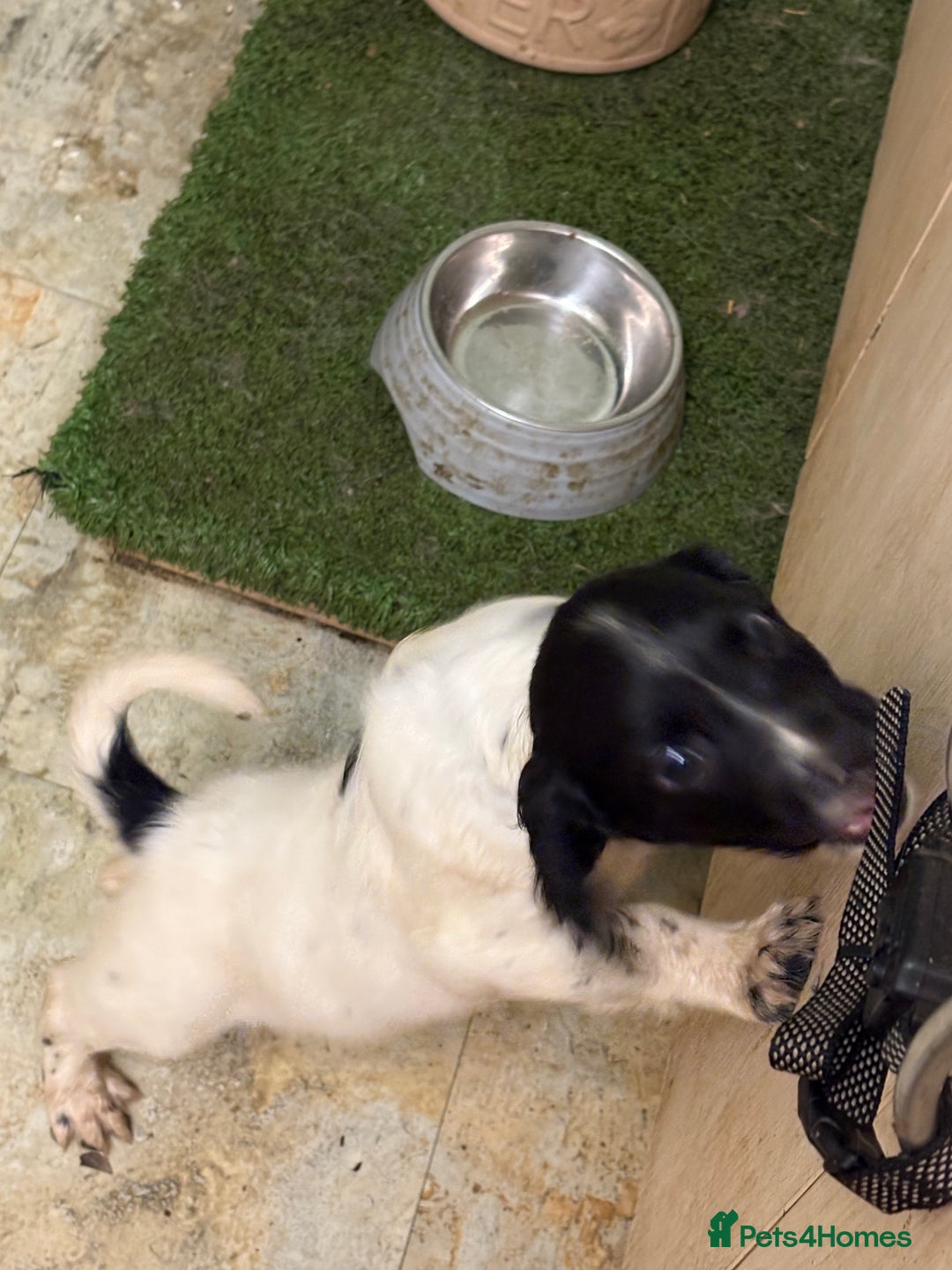 English Springer Spaniel dogs for sale: KC Registered English springer spaniel puppies. - Image 23