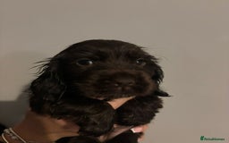 Cocker Spaniel dogs for sale: KC REG HEALTH TESTED SHOW COCKER SPANIEL PUPS - Image 2
