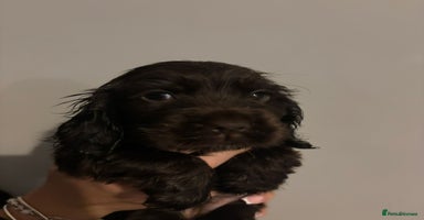 Cocker Spaniel dogs - Advert 3