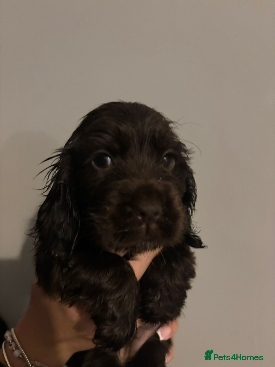 Cocker Spaniel dogs for sale: KC REG HEALTH TESTED SHOW COCKER SPANIEL PUPS - Image 2