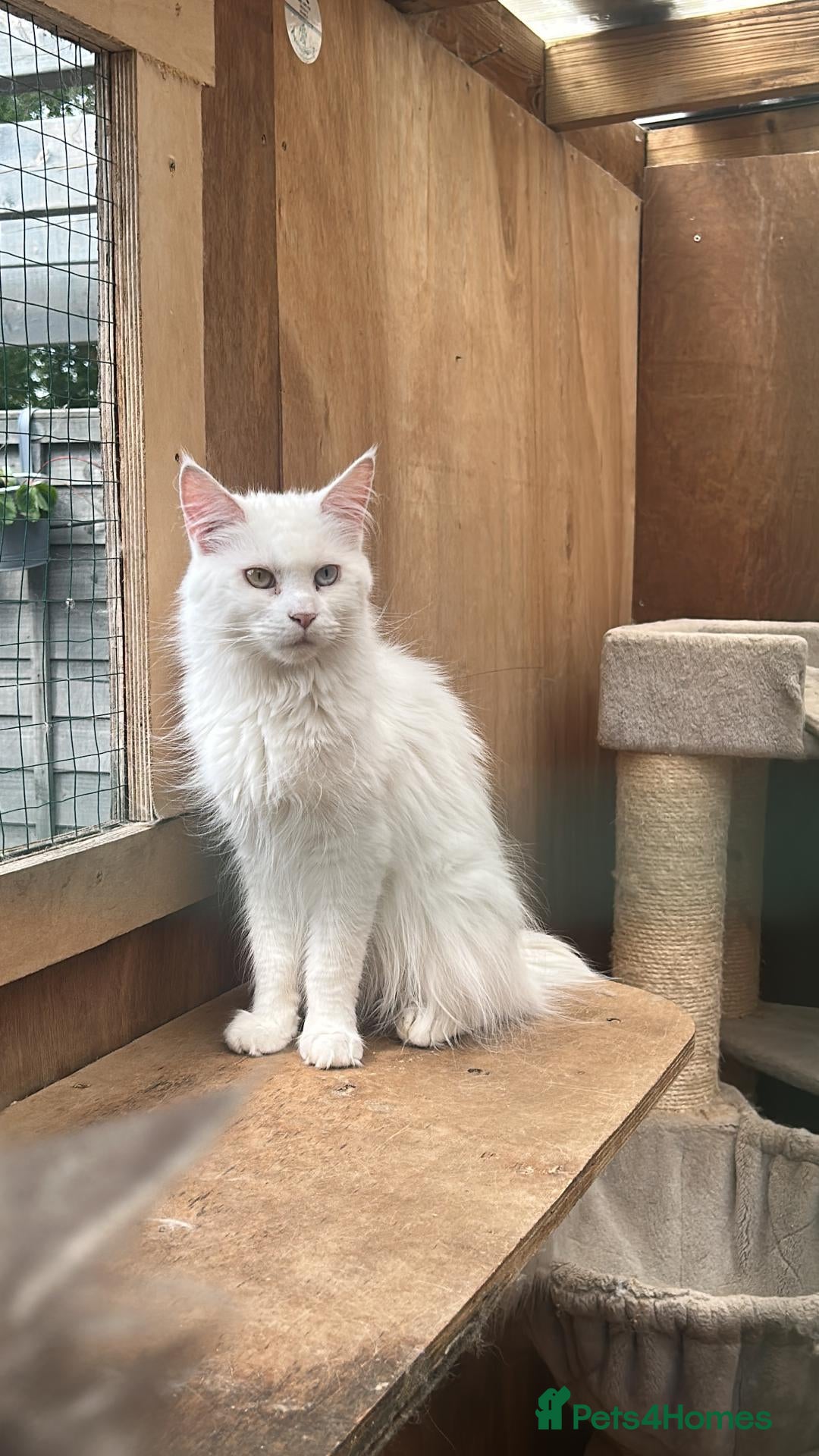 Maine Coon cats Blue eye and amber eyes white mainecoon  - Advert 9