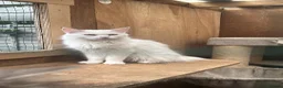 Maine Coon cats for sale: Blue eye and amber eyes white mainecoon  - Advert 1