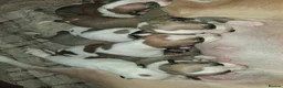 Whippet dogs for sale: Whippet Puppies in Dollar - Advert 10