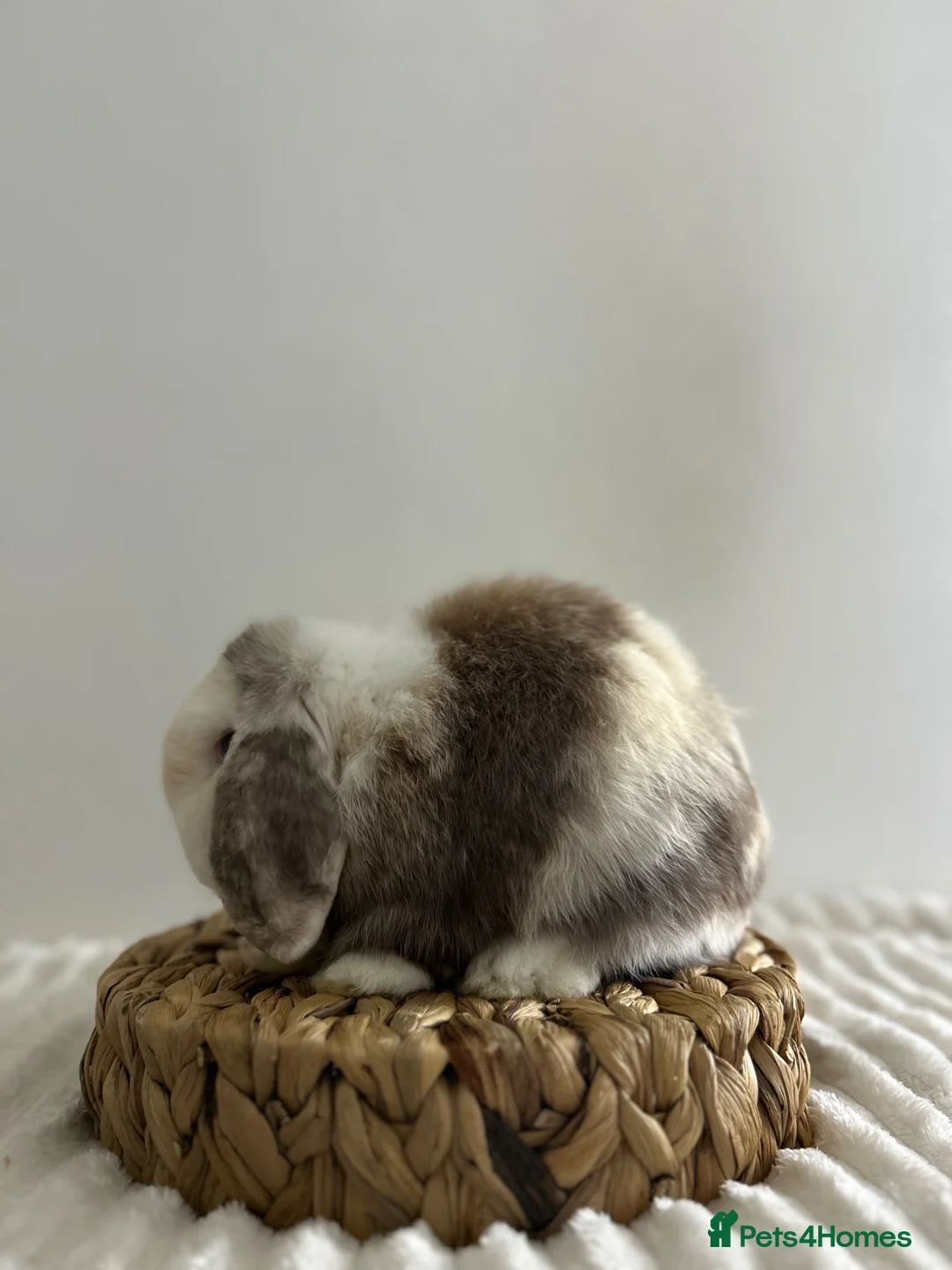 Mini Lop rabbits for sale: Minilop Babies To Reserve 🫶🏽🤍 - Advert 7