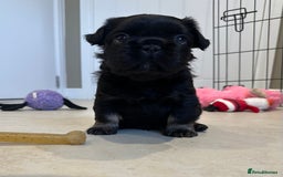 French Bulldog dogs for sale: Visual Fluffy French Bulldogs x 4 Male - Advert 36