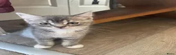 Bengal cats for sale: Gorgeous Bengal x British Short hair kittens - Advert 28