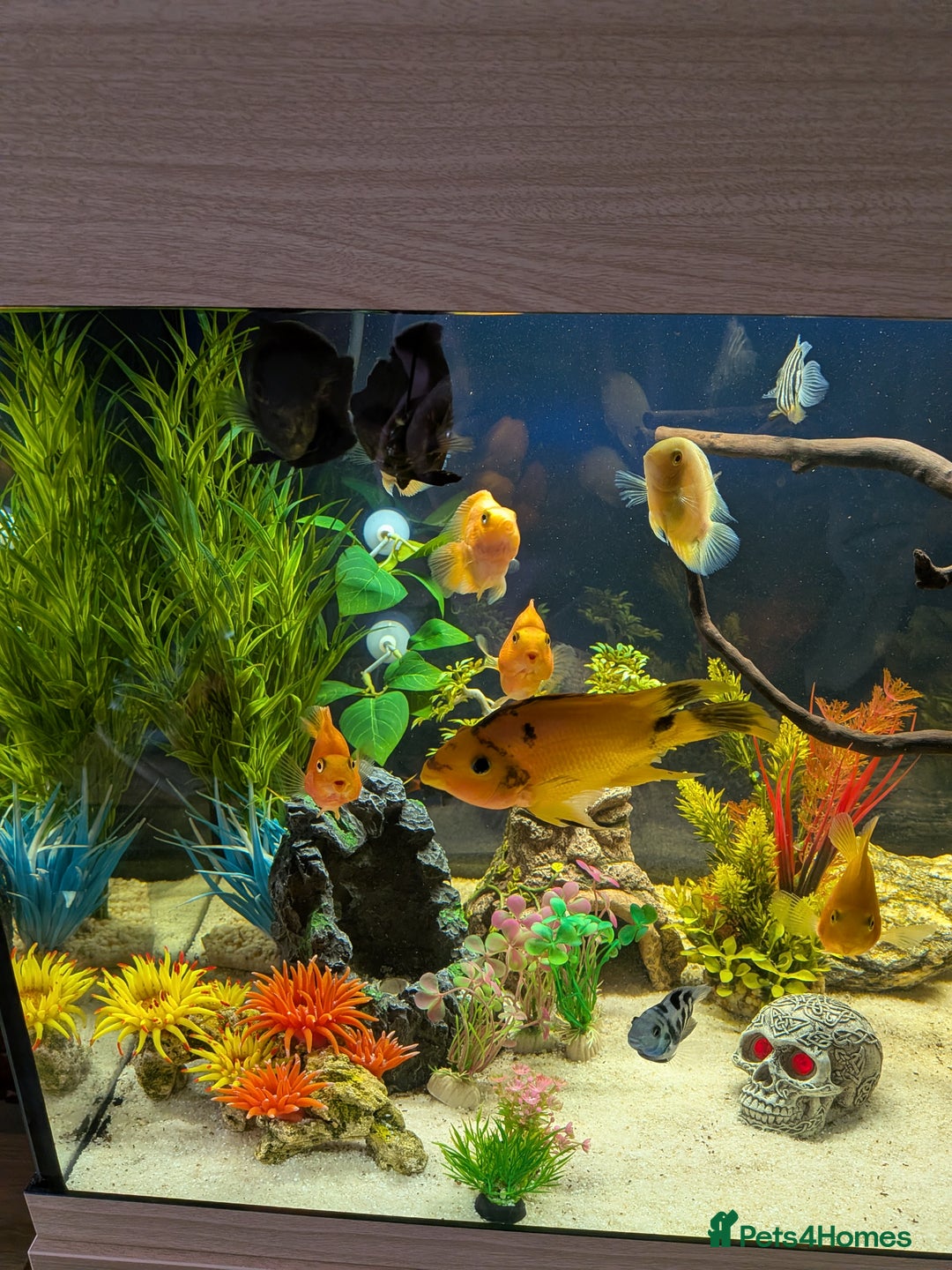Other/Mixed Breed fish for sale: Tropical freshwater fish and aquarium for sale - Image 2