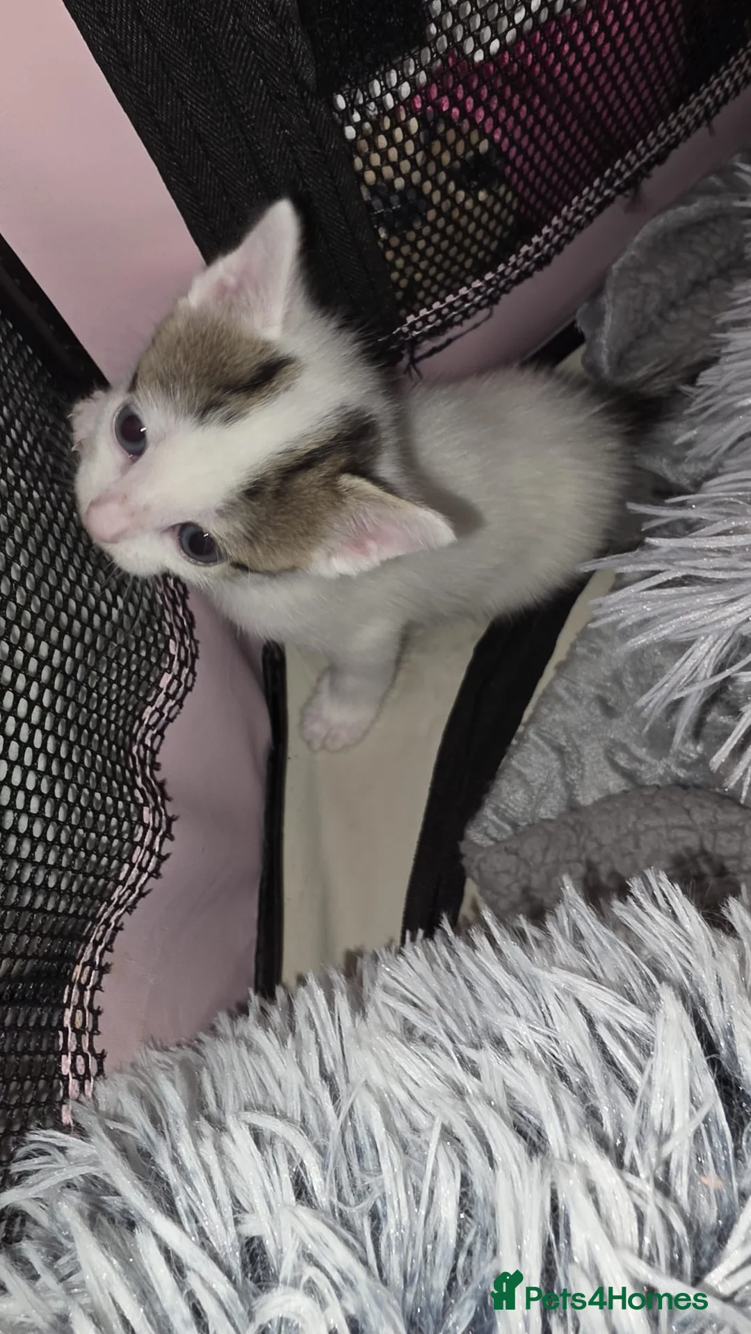 Mixed Breed cats for sale: 6 kitten. The dad of the cat is a ragdoll mix in Tamworth - Advert 2