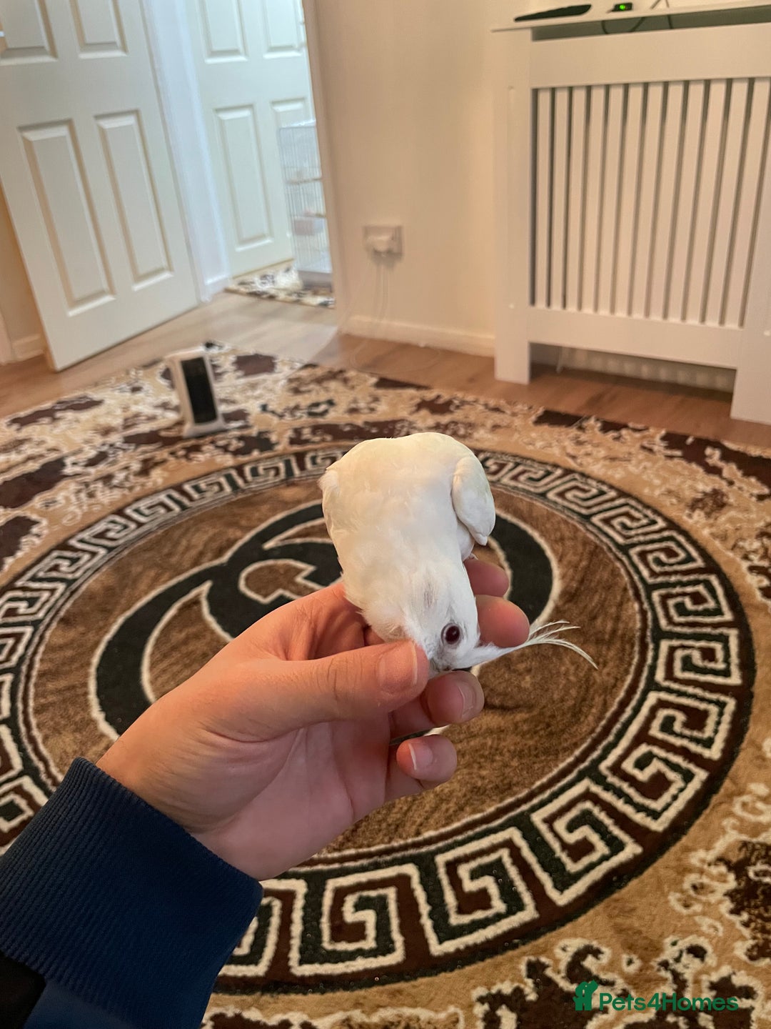 Cockatiels birds for sale: Male and female tame white cocktails for sell  - Advert 4