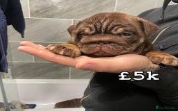 English Bulldog dogs for sale: English bulldogs / phenomenal pedigree. - Image 3