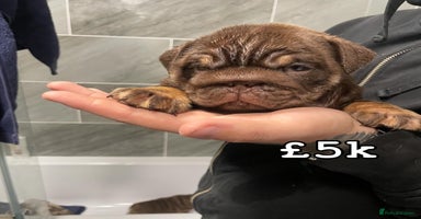 English Bulldog dogs - Advert 1