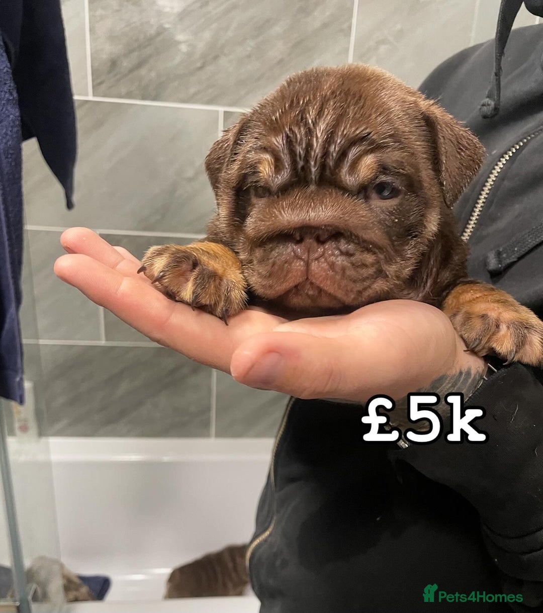 English Bulldog dogs for sale: English bulldogs / phenomenal pedigree. - Image 3