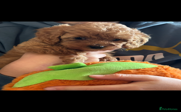 Cavapoo dogs - Advert 3