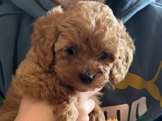 Cavapoo dogs - Advert 5