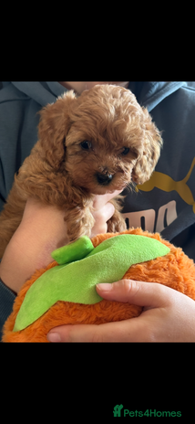 Cavapoo dogs - Advert 3